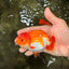 A Grade Red White LionQueen 4.5 inches #070326LC_33