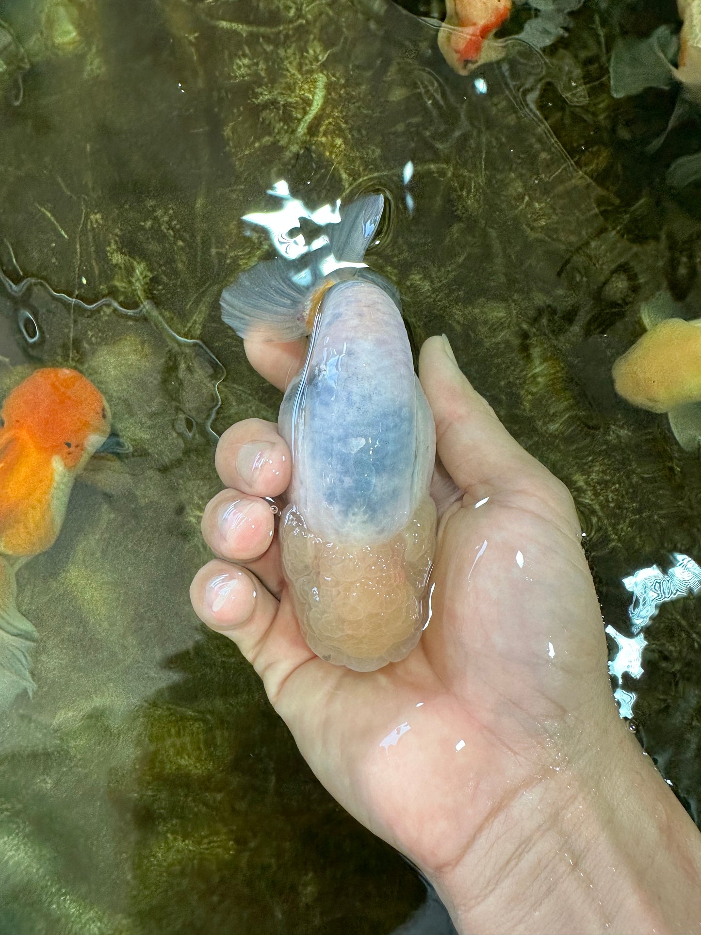 A Grade Marble LionKing Male 4.5-5 inches #070425LC_12