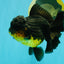 SPECIAL A Grade Apache Oranda Female 6-6.5 inches #050826OR_05