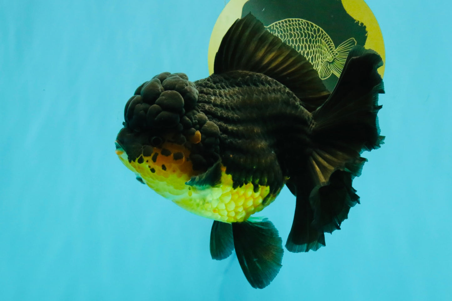 SPECIAL A Grade Apache Oranda Female 6-6.5 inches #050826OR_05