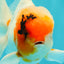 A Grade Sakura Oranda Male 6-6.5 inches #071026OR_32