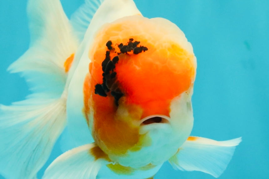 A Grade Sakura Oranda Male 6-6.5 inches #071026OR_32