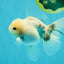 A Grade Marble Oranda Male 5-5.5 inches #050126OR_11