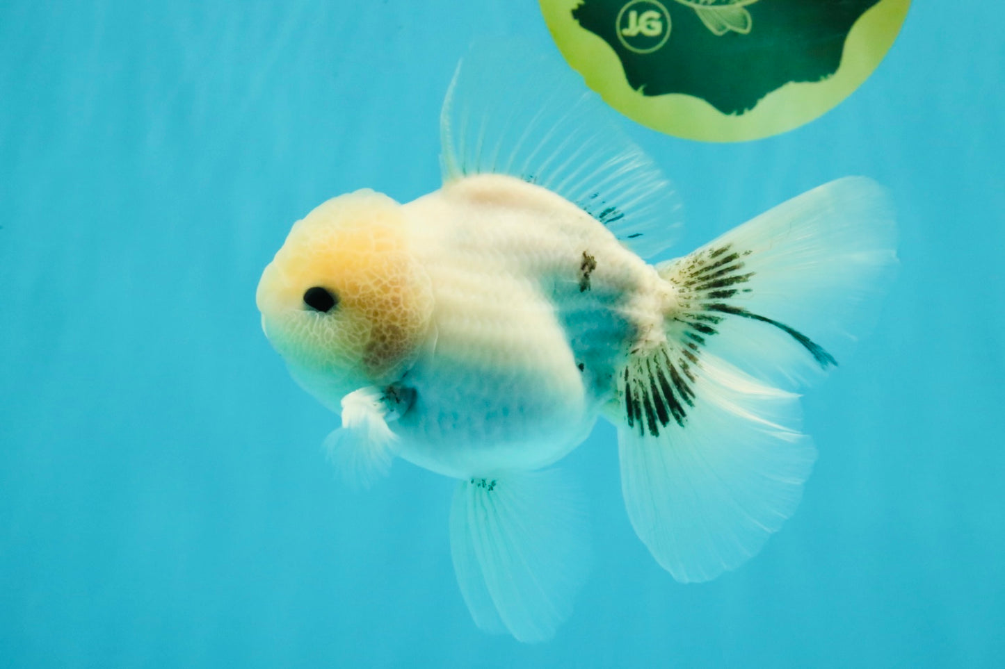 A Grade Marble Oranda Male 5-5.5 inches #050126OR_11