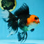 A Grade Tricolor Oranda Female 6.5 inches #090525OR_19