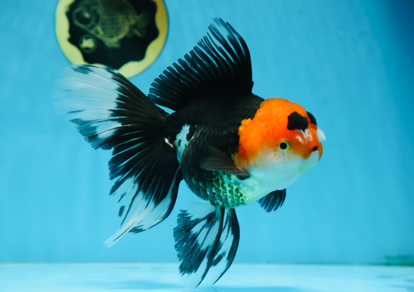 A Grade Tricolor Oranda Female 6.5 inches #090525OR_19