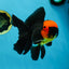 AAA Grade Batman Apache Oranda Male  5 inches #053025OR_16