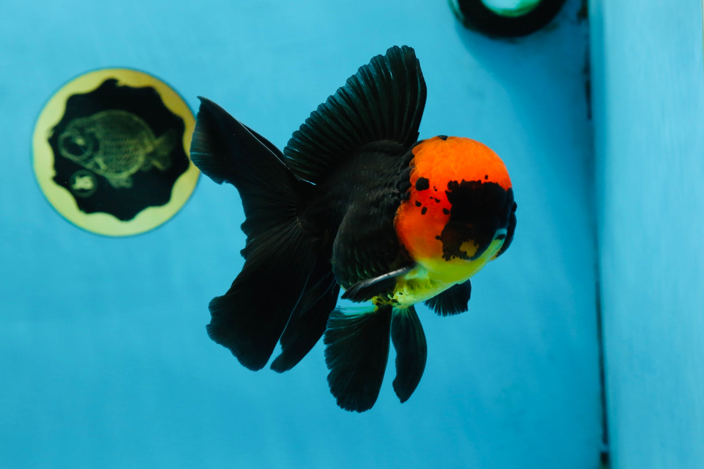 AAA Grade Batman Apache Oranda Male  5 inches #053025OR_16