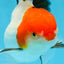 A Grade Tricolor Oranda Male 5 inches #080825OR_05