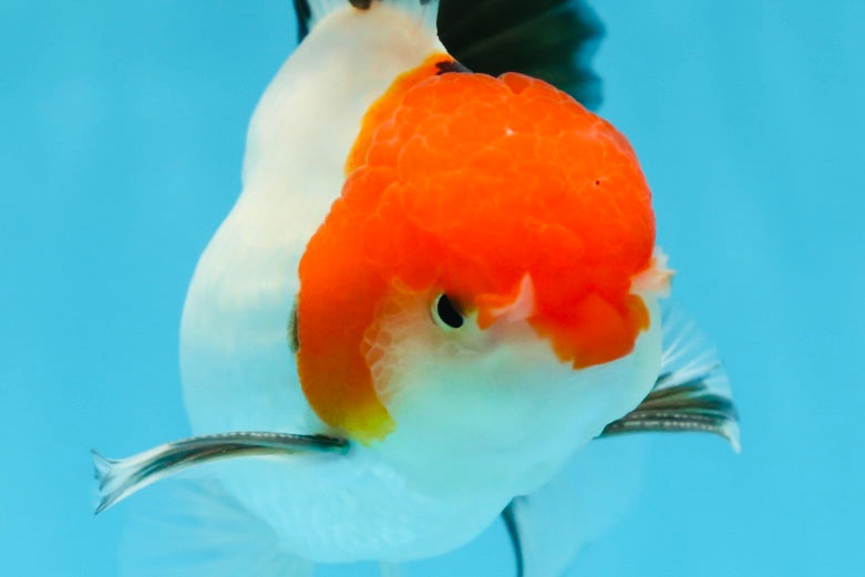 A Grade Tricolor Oranda Male 5 inches #080825OR_05