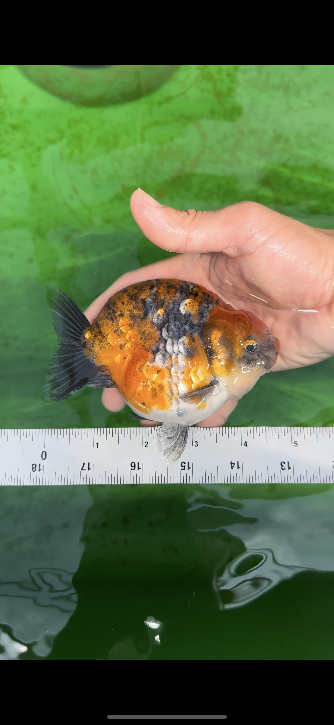 AAA Grade High Back Calico Tiger Ranchu 4.5-5 inches #0517RC_14