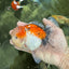 A Grade Calico Oranda Male 5 inches #060625OR_20