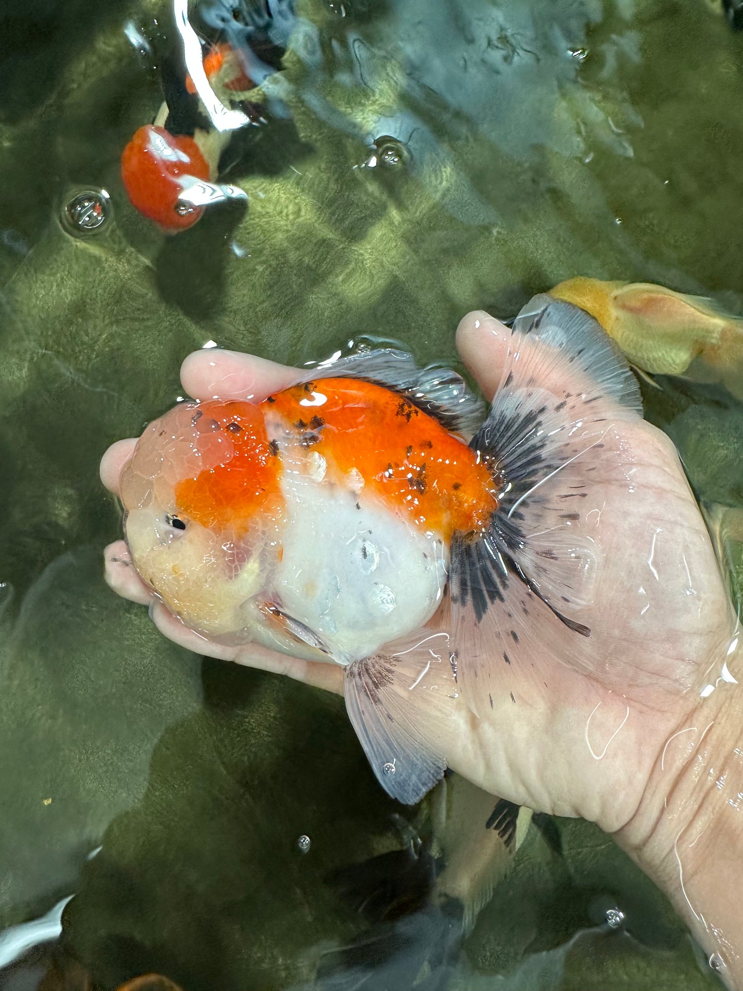 A Grade Calico Oranda Male 5 inches #060625OR_20