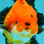 AAA Grade Apache Oranda Female 5.5-6 inches #071026OR_25