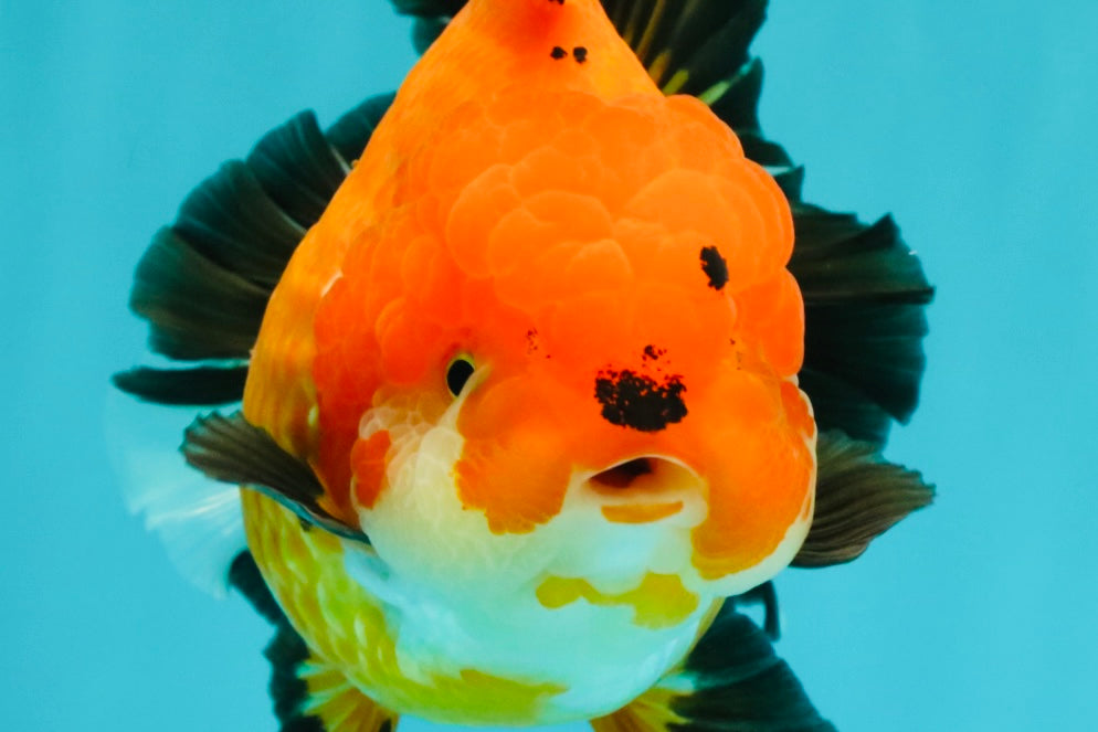 AAA Grade Apache Oranda Female 5.5-6 inches #071026OR_25
