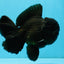AAA Grade Godzilla Black Oranda Male 6.5 inches #032726OR_08