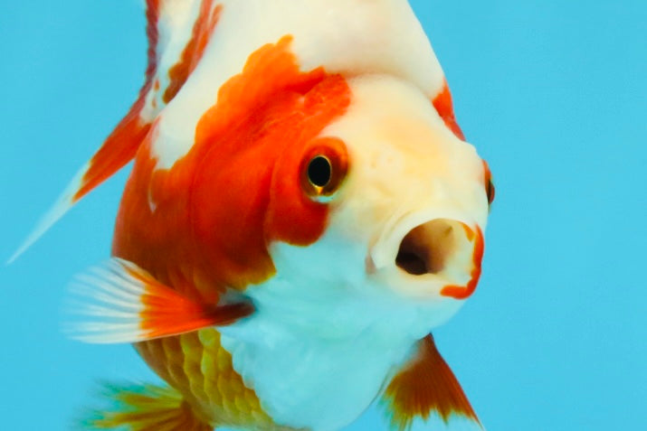 A Grade Red White Ryukin Female 4 inches #022026RK_11