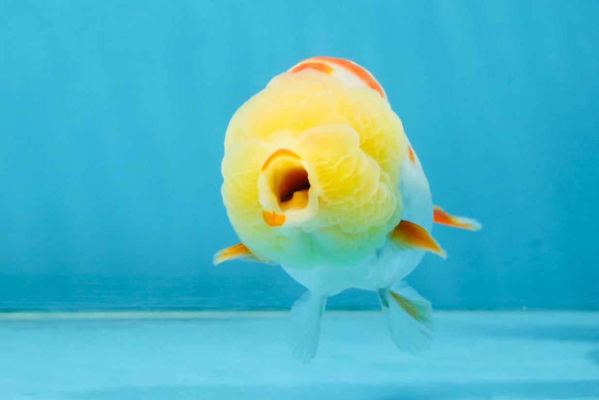 BULLDOG FACE A Grade Red White Kohaku LionQueen 4 inches #120525LC_09