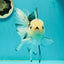 Butterfly Tail High Dorsal Fin Tricolor Oranda Female 5 inches #1018OR_19