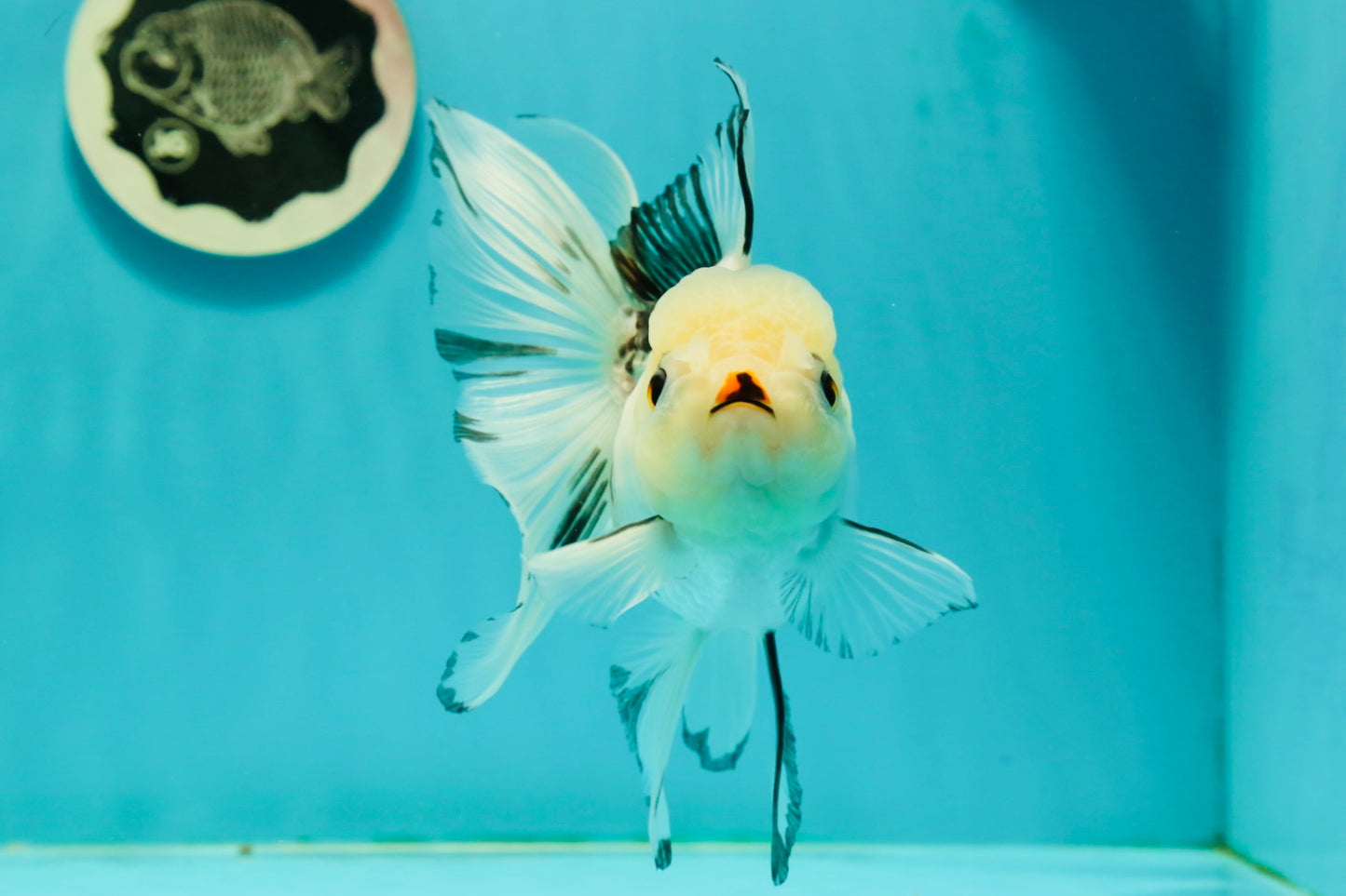 Butterfly Tail High Dorsal Fin Tricolor Oranda Female 5 inches #1018OR_19