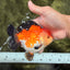 SUPER CUTE AAA Grade Tricolor Yuanbao Male 5 inches #071026YB_17