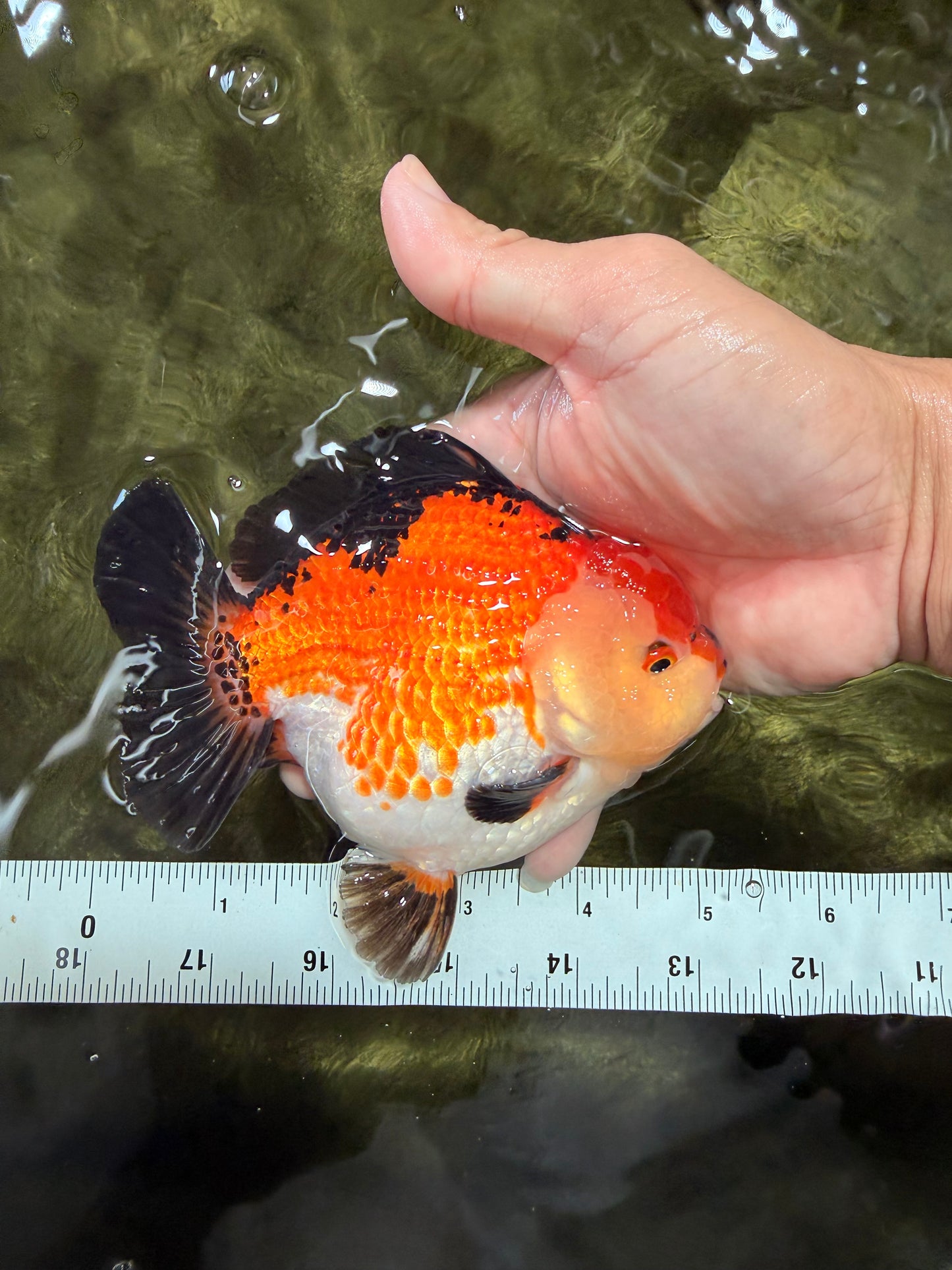 SUPER CUTE AAA Grade Tricolor Yuanbao Male 5 inches #071026YB_17
