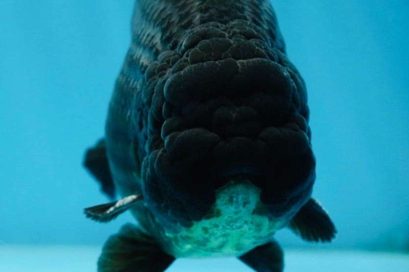 A Grade CHUNKY Black LionKing 4.5-5 inches #062025LC_04