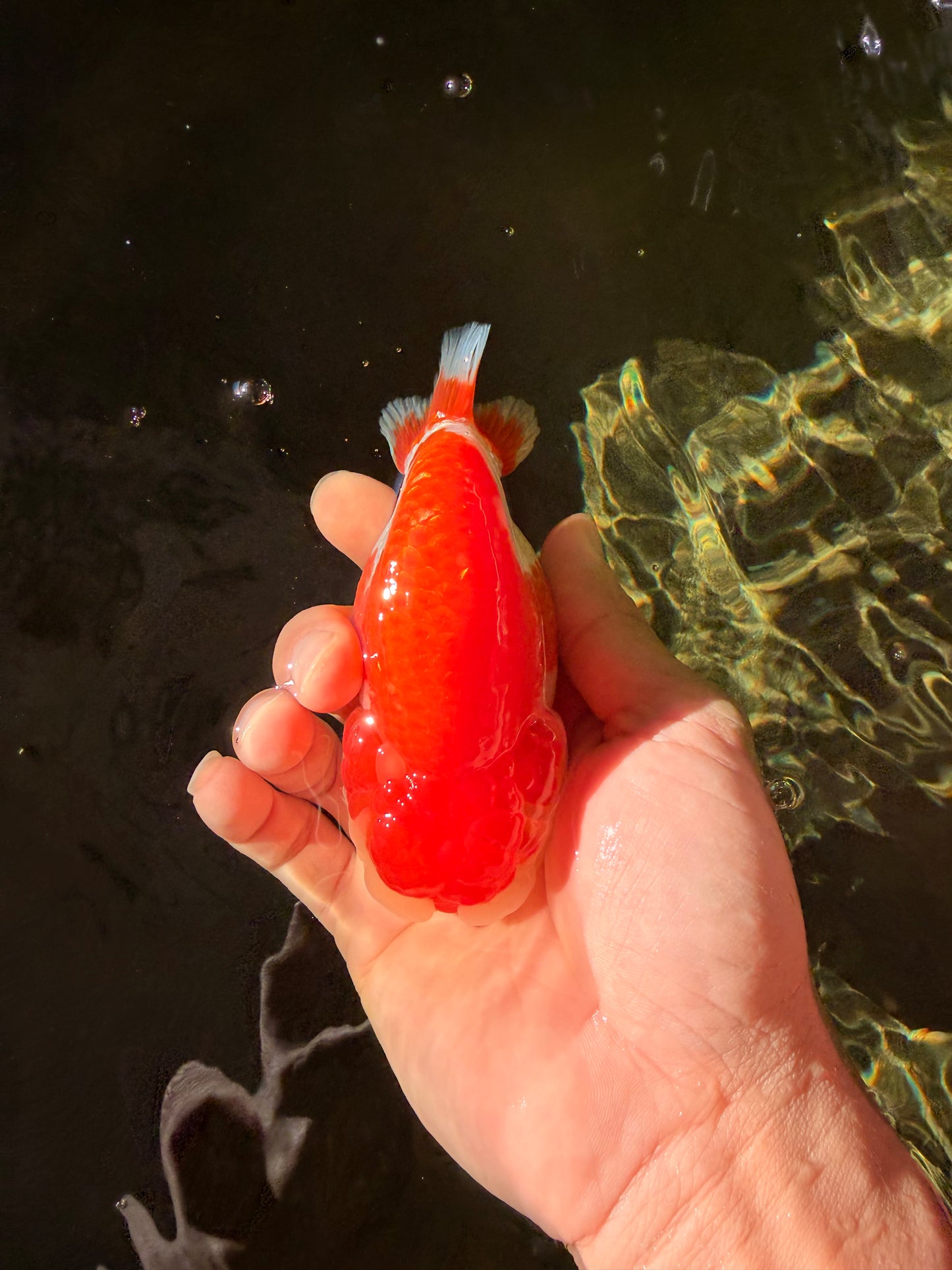 AAA Grade Peekaboo Dragon Head Red White LionQueen 4.5 inches #022726LC_27