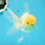 AAA Grade Lemonhead Rose Tail Oranda Male 5.5 inches #0503OR_08