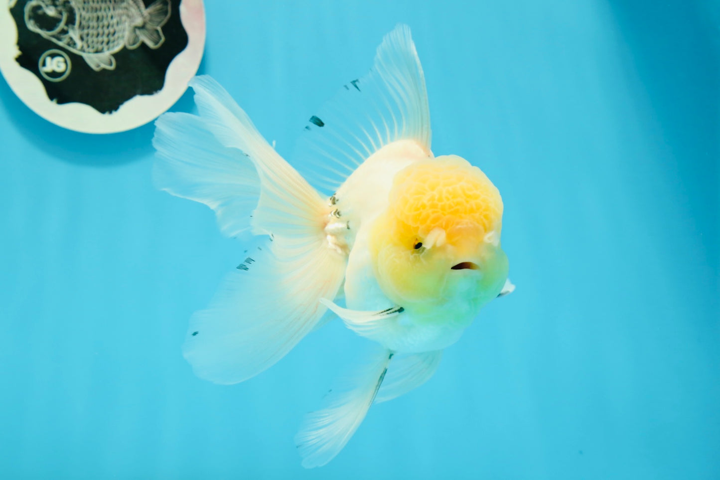 Oranda macho de cola de rosa de cabeza de limón de grado AAA de 5,5 pulgadas n.º 0503OR_08