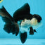 A Grade Young Panda Button Eyes Oranda Male 4.5-5 inches #061325_03