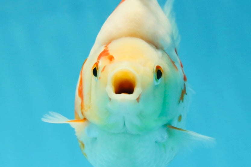 AAA GRADE Red White Ryukin Female 4.5-5 inches #050925RK_17