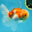 AAA Grade Godzilla Sakura Oranda Male 5 inches #052325OR_09