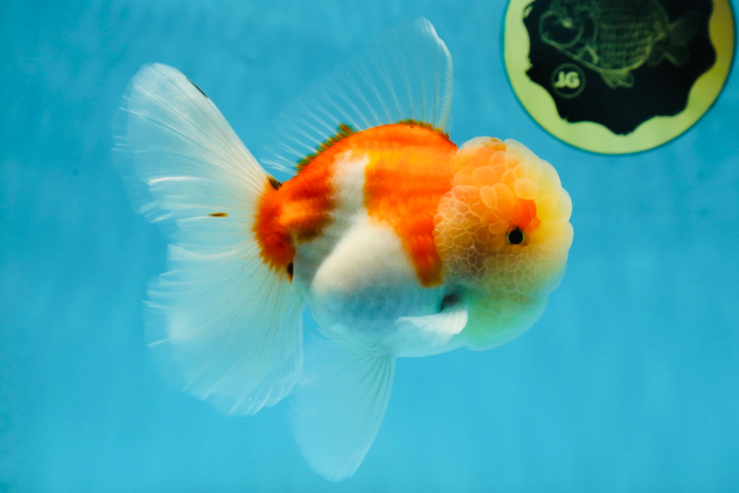 AAA Grade Godzilla Sakura Oranda Male 5 inches #052325OR_09