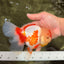 A Grade Red White Oranda Female 6 inches #072426OR_17