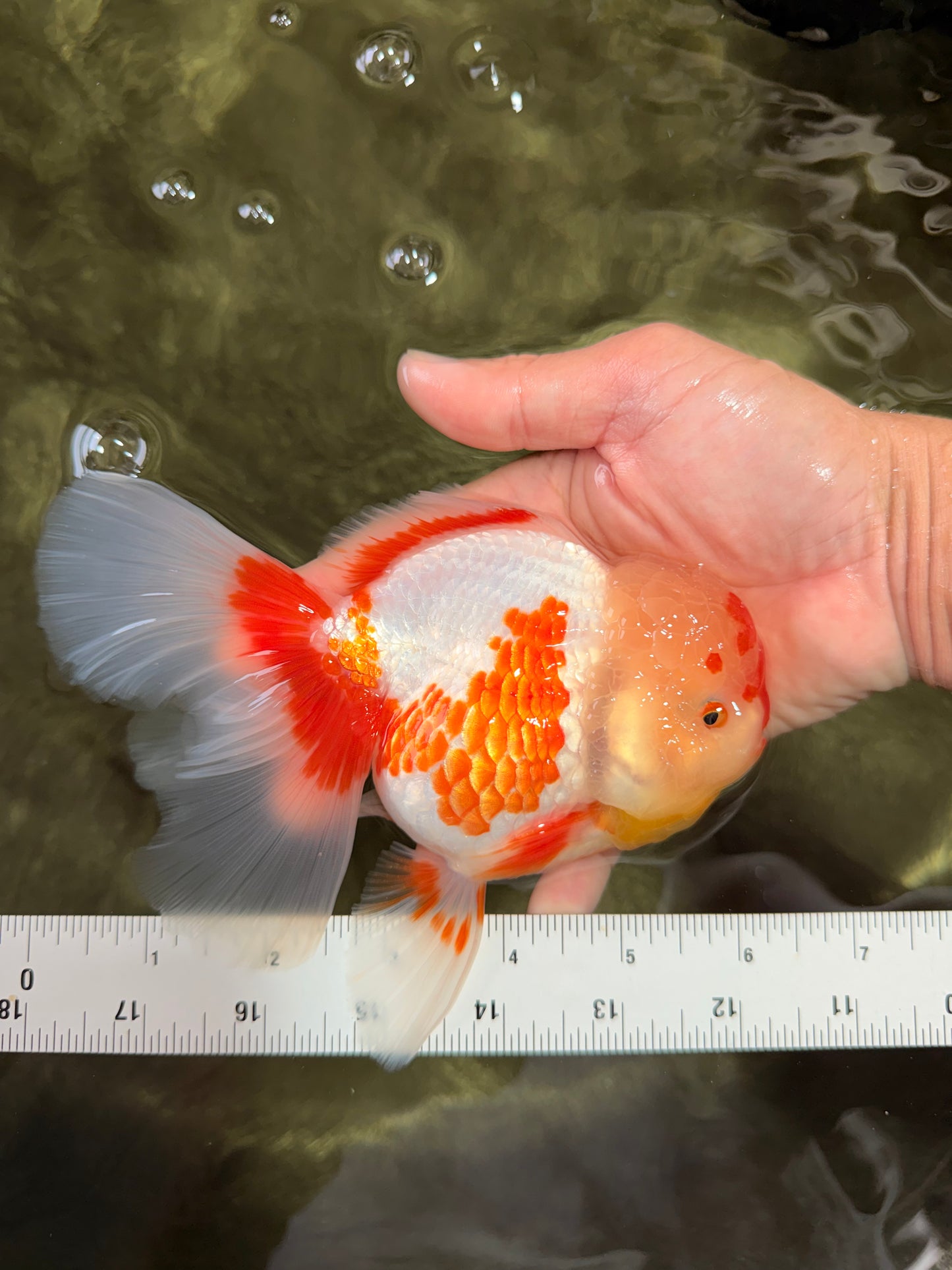 A Grade Red White Oranda Female 6 inches #072426OR_17