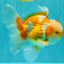 A Grade Cheese Orange White Oranda Male 5.5 inches #062626OR_22