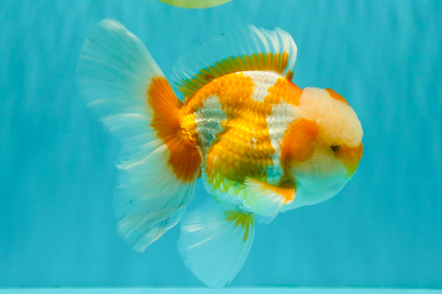 A Grade Cheese Orange White Oranda Male 5.5 inches #062626OR_22