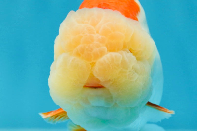 Marshmallow AAA Grade Red White LionKing 4 inches #042525LC_12