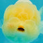 White LionChu Female 4-4.5 inches #042426LC_18