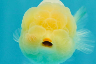 White LionChu Female 4-4.5 inches #042426LC_18