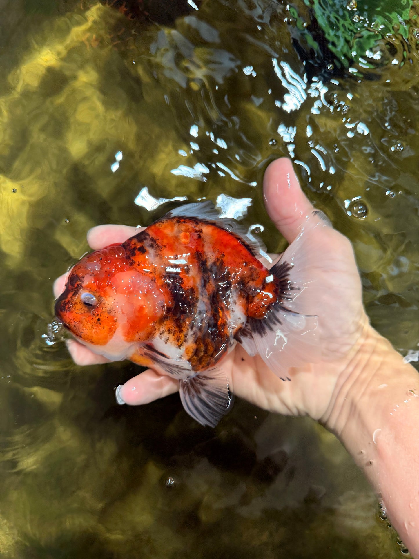 Marble Sakura Yuanbao Female 5.5 inches #111425YB_03