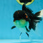AAA Grade TOP Tricolor Oranda Female 6 inches #051625OR_31