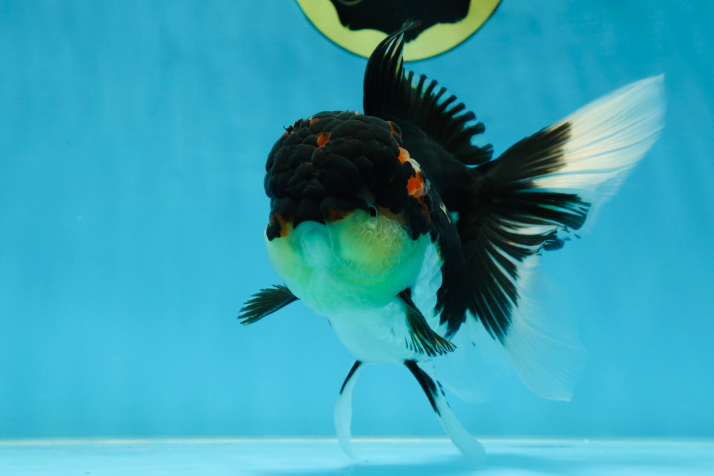 AAA Grade TOP Tricolor Oranda Female 6 inches #051625OR_31