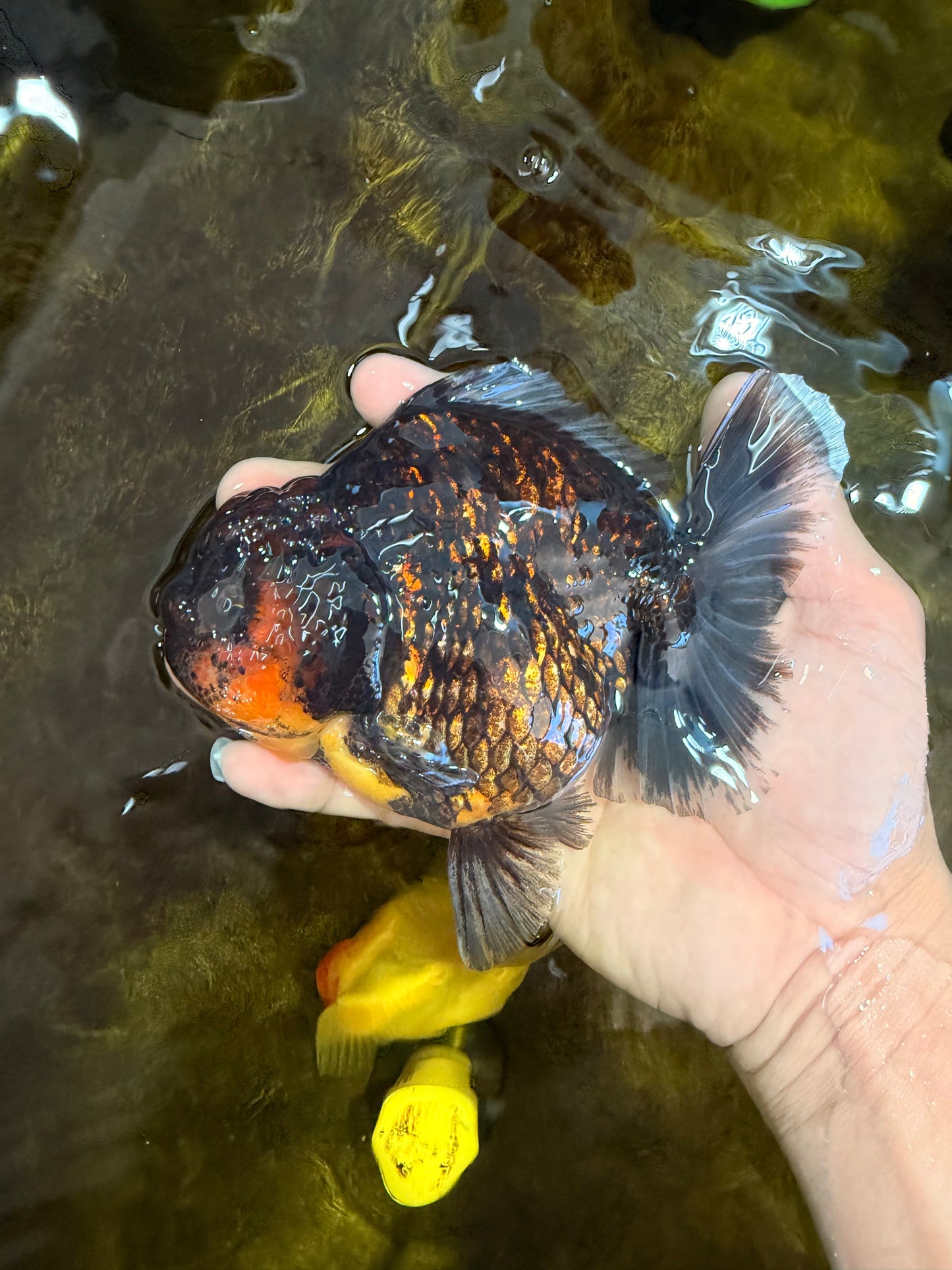 AAA Grade Tiger Yuanbao Female 5.5  inches #101025YB_28