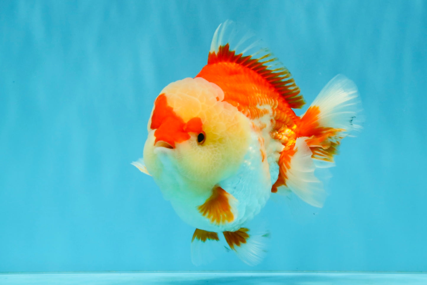 CHUBBY AAA Grade Red White Yuanbao Male 6 inches #040326YB_01