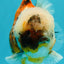AAA Grade Marble Yuanbao Male 5.5 inches #041726YB_17