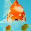 UNIQUE AAA Grade Red White Oranda Female 6.5-7 inches #032026OR_04