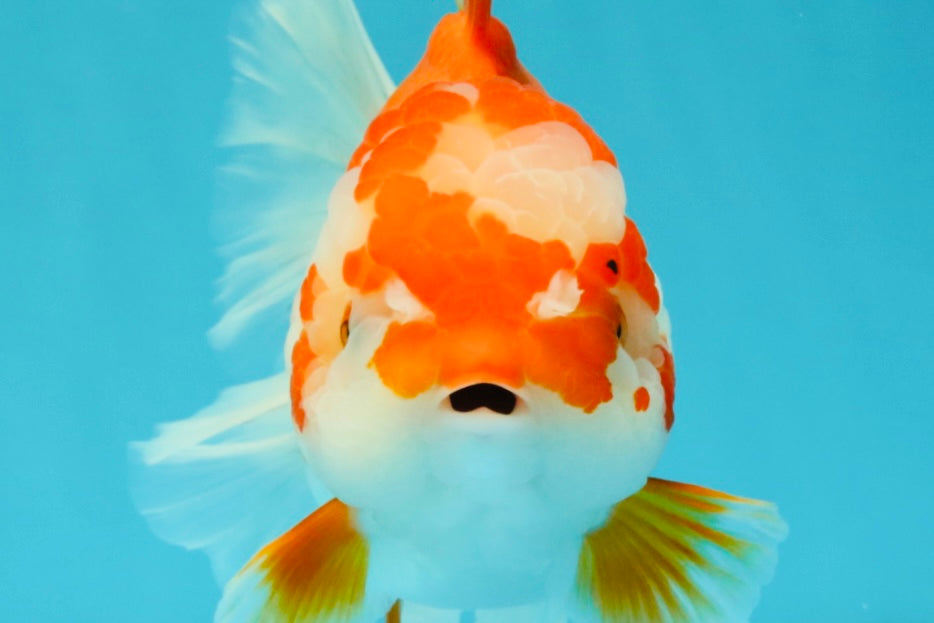 UNIQUE AAA Grade Red White Oranda Female 6.5-7 inches #032026OR_04