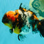 A Grade Showa Yuanbao Male 5.5-6 inches #082126YB_29